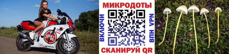 Псилоцибиновые грибы Psilocybe  нарко площадка официальный сайт  Тайшет 
